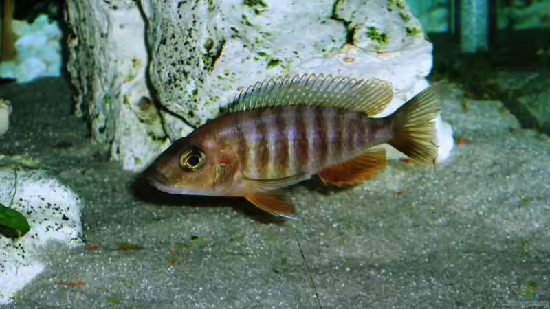 Besatz im Aquarium Becken 4259 von MalawiEder (27)