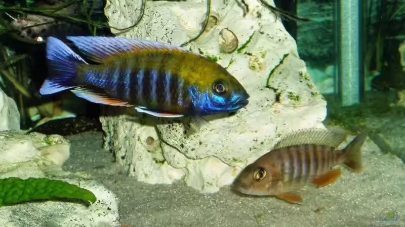 Besatz im Aquarium Becken 4259 von MalawiEder (28)