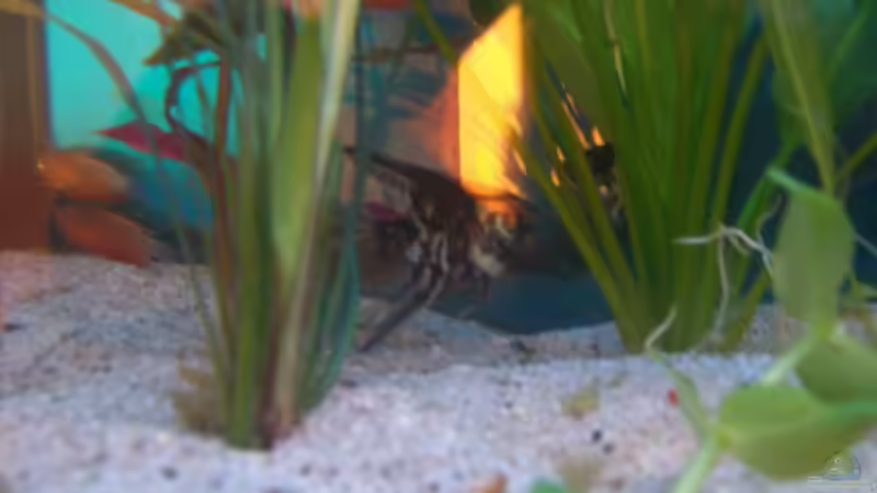 Besatz im Aquarium Becken 4266 von Robert Borowiak (19)