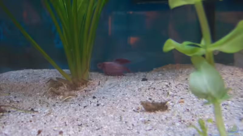 Besatz im Aquarium Becken 4266 von Robert Borowiak (20)