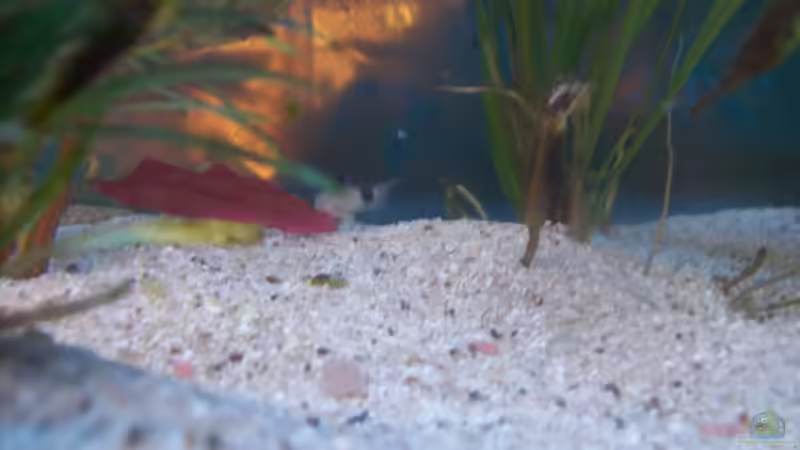 Besatz im Aquarium Becken 4266 von Robert Borowiak (21)