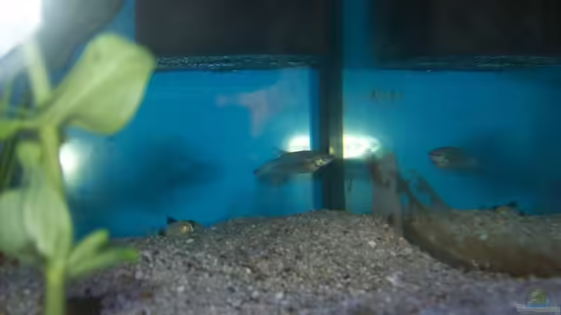 Besatz im Aquarium Becken 4266 von Robert Borowiak (23)