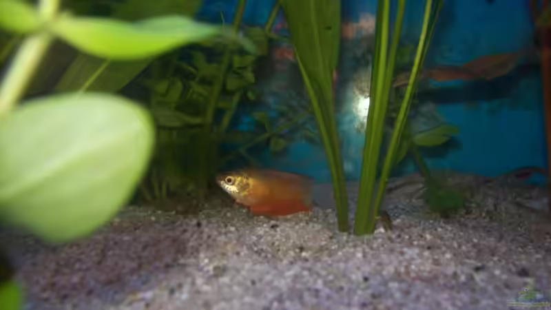 Besatz im Aquarium Becken 4266 von Robert Borowiak (24)