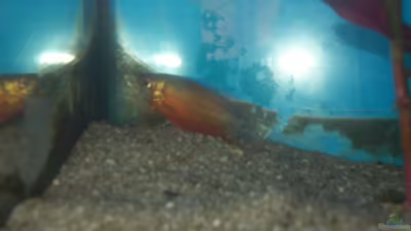 Besatz im Aquarium Becken 4266 von Robert Borowiak (25)