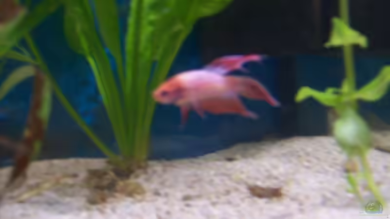 Besatz im Aquarium Becken 4266 von Robert Borowiak (26)