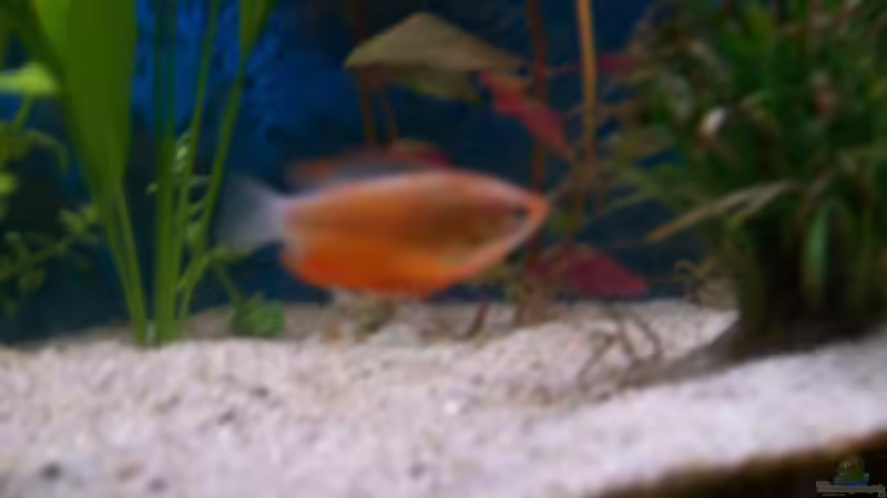 Besatz im Aquarium Becken 4266 von Robert Borowiak (27)