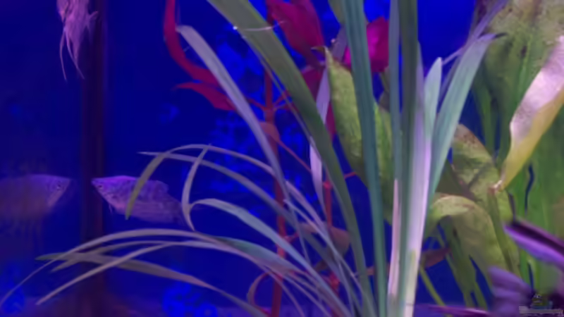 Besatz im Aquarium Becken 4266 von Robert Borowiak (29)