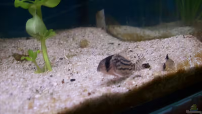 Besatz im Aquarium Becken 4266 von Robert Borowiak (31)