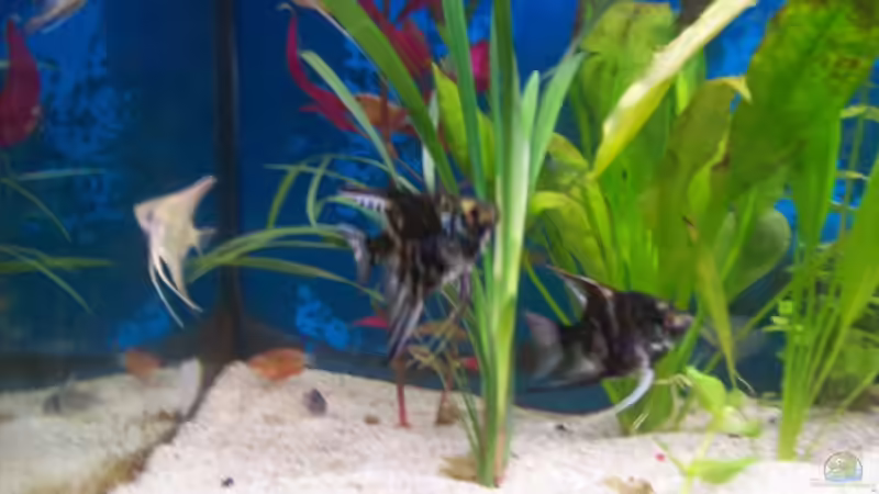 Besatz im Aquarium Becken 4266 von Robert Borowiak (32)