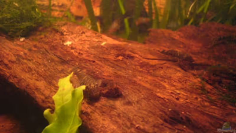 Besatz im Aquarium Becken 4280 von Thomas Greve (15)