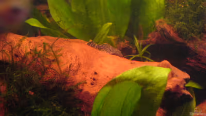 Besatz im Aquarium Becken 4280 von Thomas Greve (16)