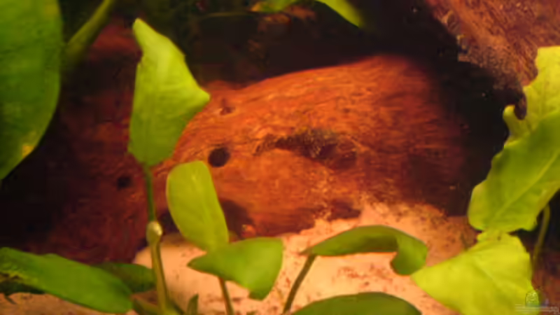 Besatz im Aquarium Becken 4280 von Thomas Greve (17)