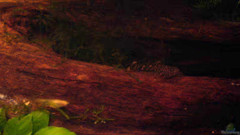 Besatz im Aquarium Becken 4280 von Thomas Greve (18)