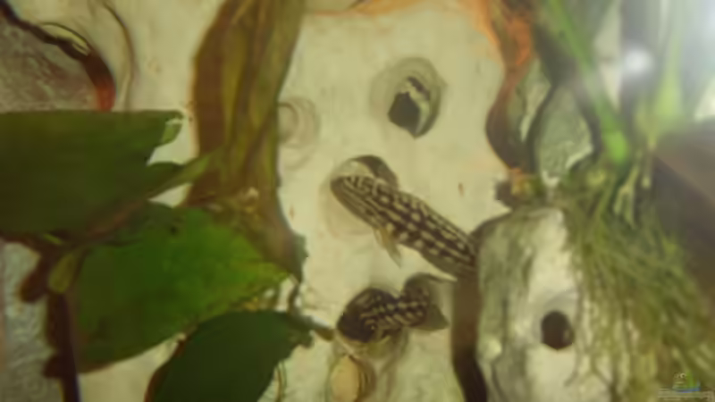 Besatz im Aquarium Becken 4285 von Jens Schneider (12)