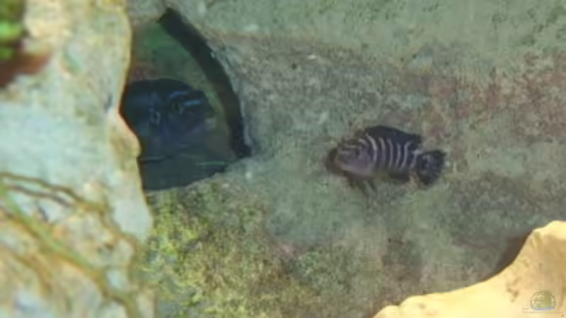 Besatz im Aquarium Becken 4285 von Jens Schneider (19)