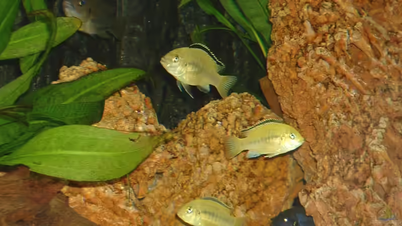 Besatz im Aquarium Becken 43 von Dietmar Kilvanya (3)