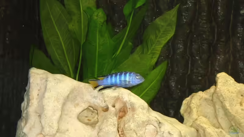 Besatz im Aquarium Becken 43 von Dietmar Kilvanya (4)