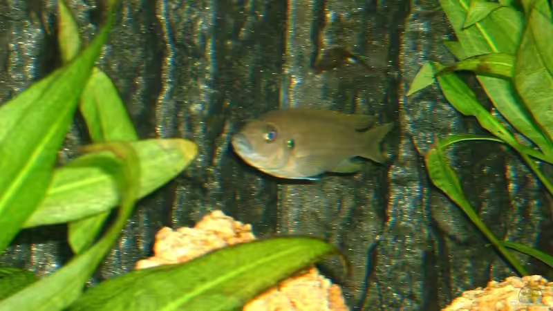 Besatz im Aquarium Becken 43 von Dietmar Kilvanya (5)