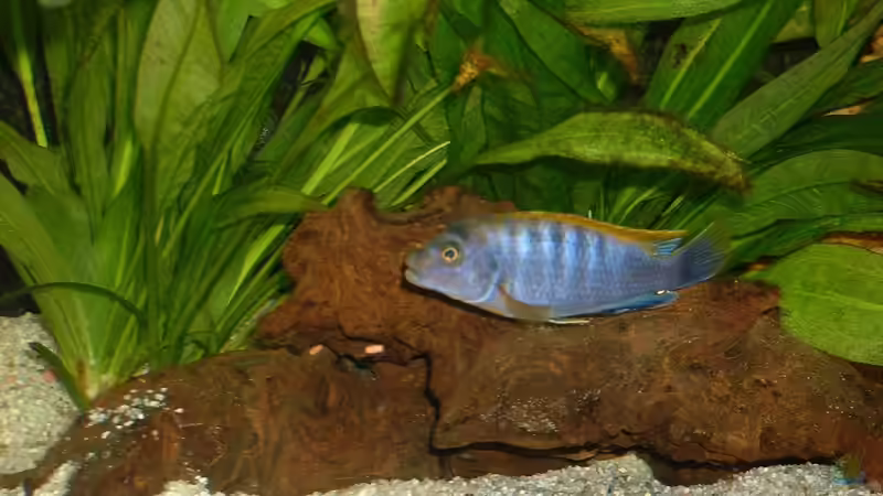 Besatz im Aquarium Becken 43 von Dietmar Kilvanya (7)