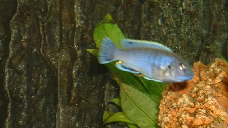 Besatz im Aquarium Becken 43 von Dietmar Kilvanya (9)