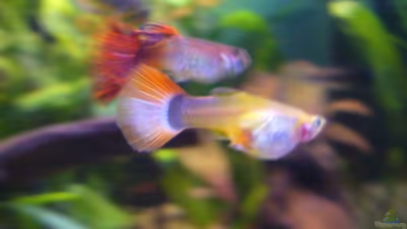 Besatz im Aquarium Becken 4311 von Daniela Rathgeb (11)