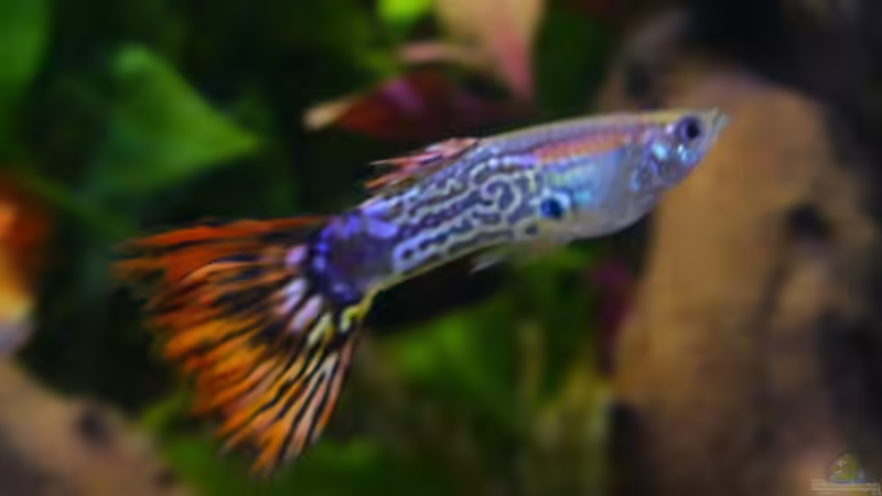 Besatz im Aquarium Becken 4311 von Daniela Rathgeb (14)