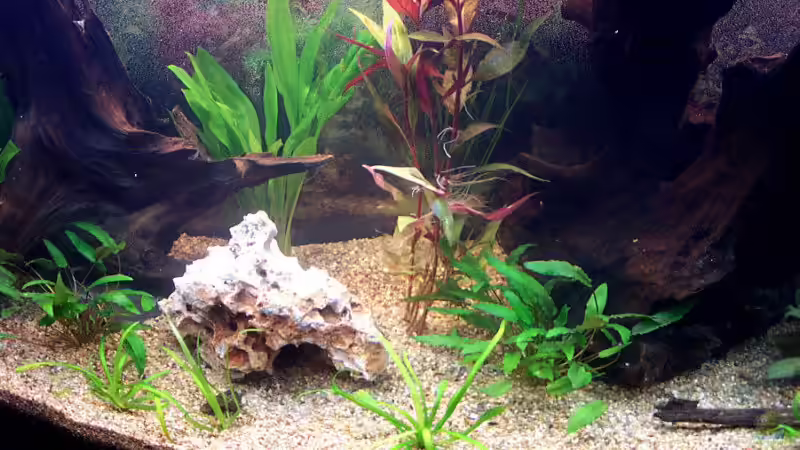 Besatz im Aquarium Becken 4311 von Daniela Rathgeb (16)