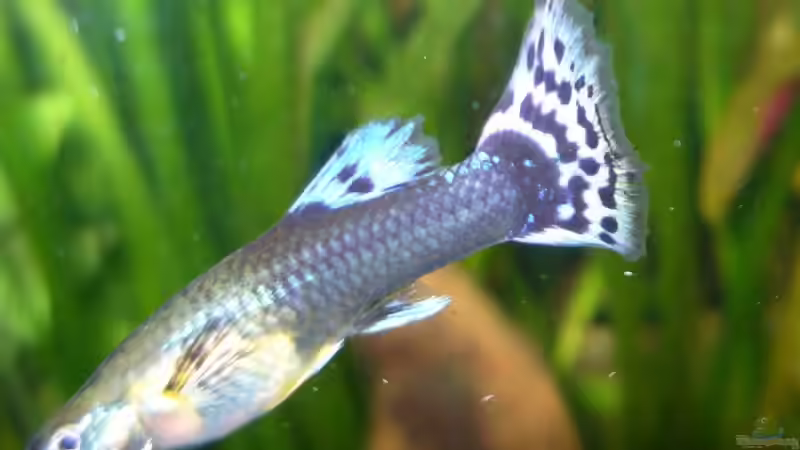 Besatz im Aquarium Becken 4311 von Daniela Rathgeb (17)