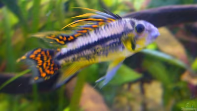 Besatz im Aquarium Becken 4311 von Daniela Rathgeb (8)