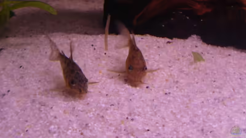 Besatz im Aquarium Becken 4319 von Daniela Rathgeb (4)