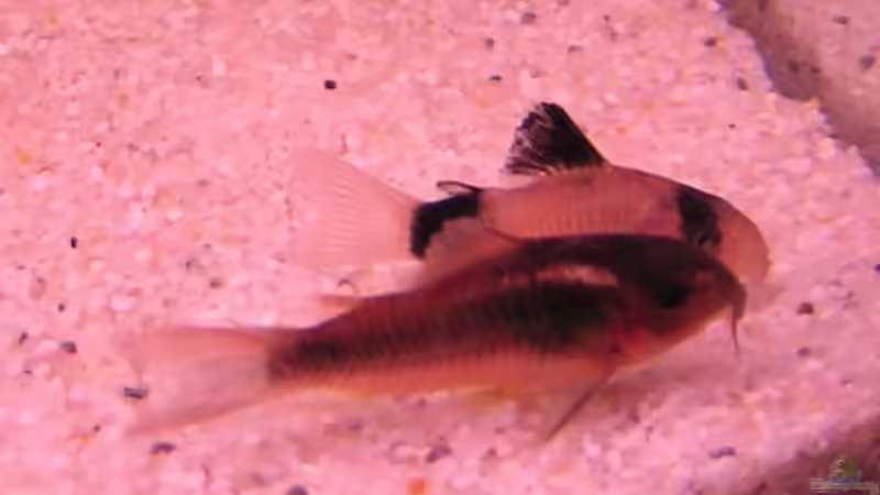 Besatz im Aquarium Becken 4319 von Daniela Rathgeb (6)