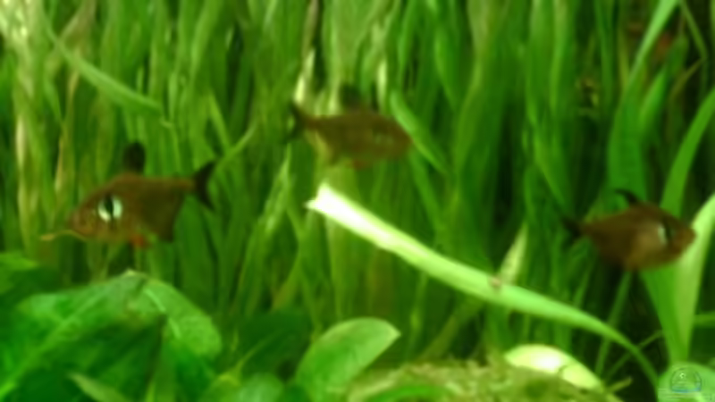 Besatz im Aquarium Becken 4326 von Nicole Helal (23)