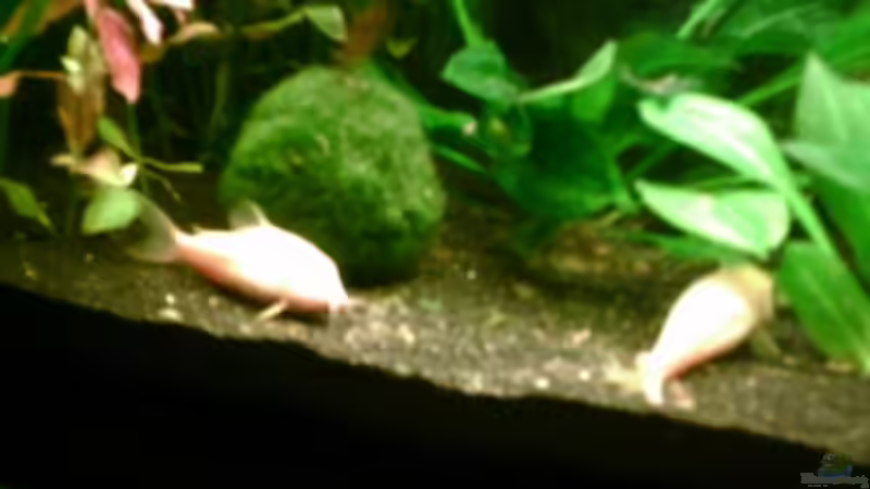 Besatz im Aquarium Becken 4326 von Nicole Helal (24)