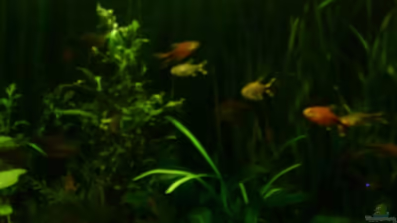 Besatz im Aquarium Becken 4326 von Nicole Helal (25)