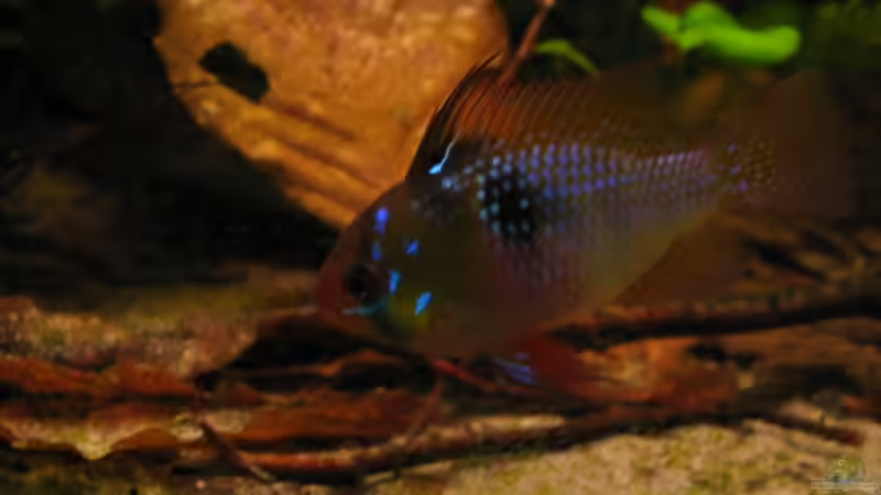 Besatz im Aquarium Becken 4345 von Markus Dinter (5)