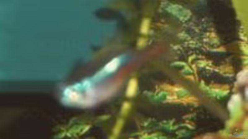 Besatz im Aquarium Becken 4348 von Bruno Leuenberger (10)