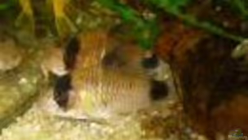 Besatz im Aquarium Becken 4348 von Bruno Leuenberger (11)