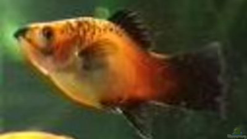 Besatz im Aquarium Becken 4348 von Bruno Leuenberger (12)