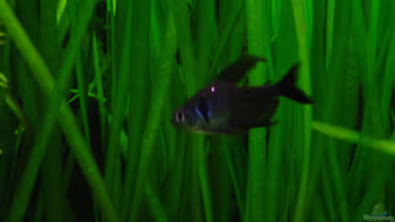 Besatz im Aquarium Becken 4349 von Matthias Bosse (10)