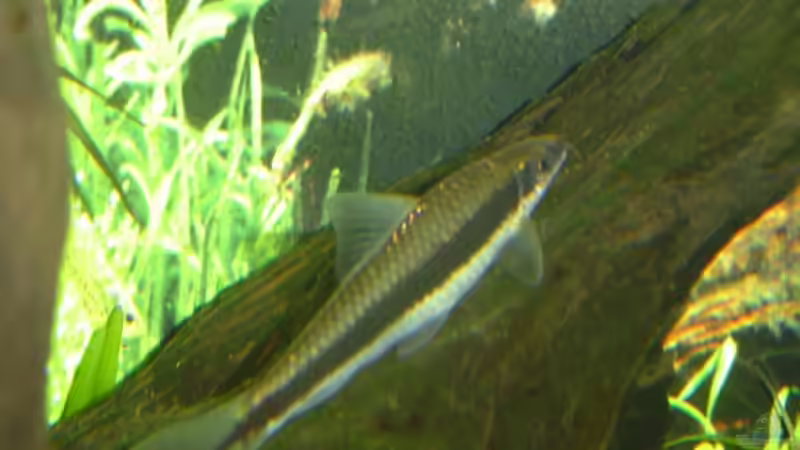 Besatz im Aquarium Becken 4349 von Matthias Bosse (13)