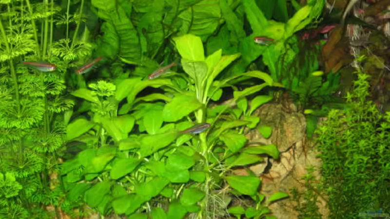 Besatz im Aquarium Becken 4353 von Thomas Stöbe (10)