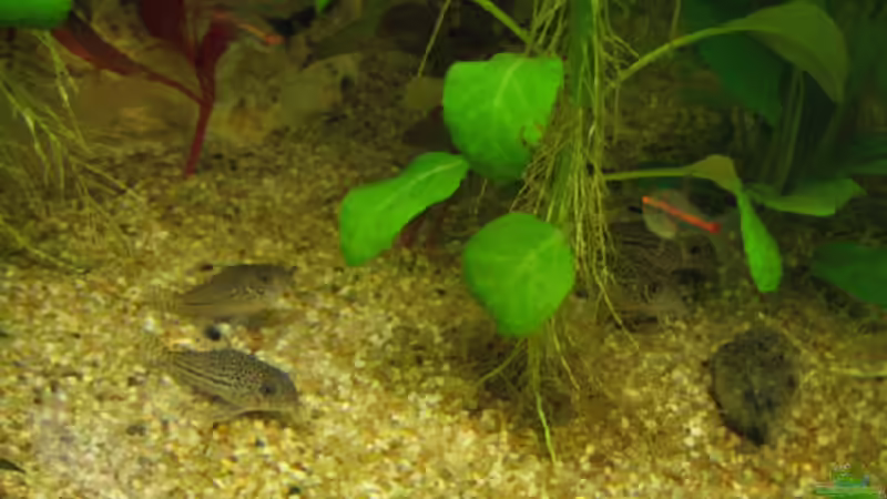 Besatz im Aquarium Becken 4353 von Thomas Stöbe (12)