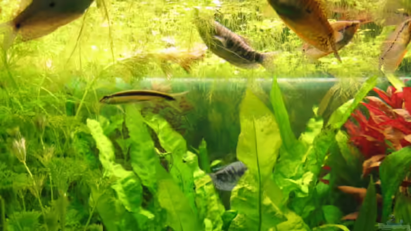 Besatz im Aquarium Becken 4353 von Thomas Stöbe (5)