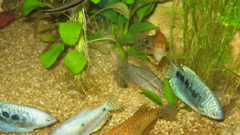 Besatz im Aquarium Becken 4353 von Thomas Stöbe (6)