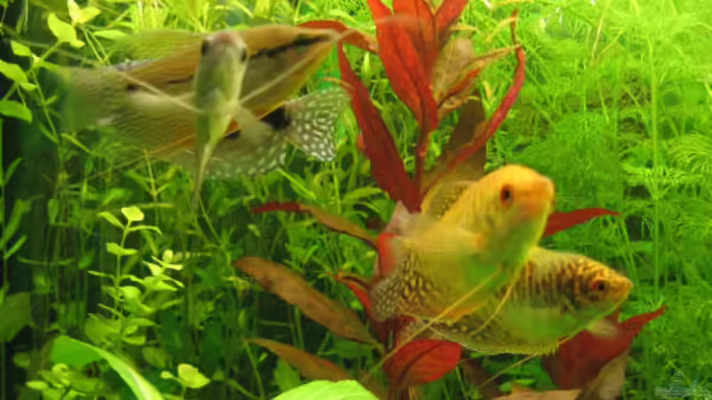 Besatz im Aquarium Becken 4353 von Thomas Stöbe (7)