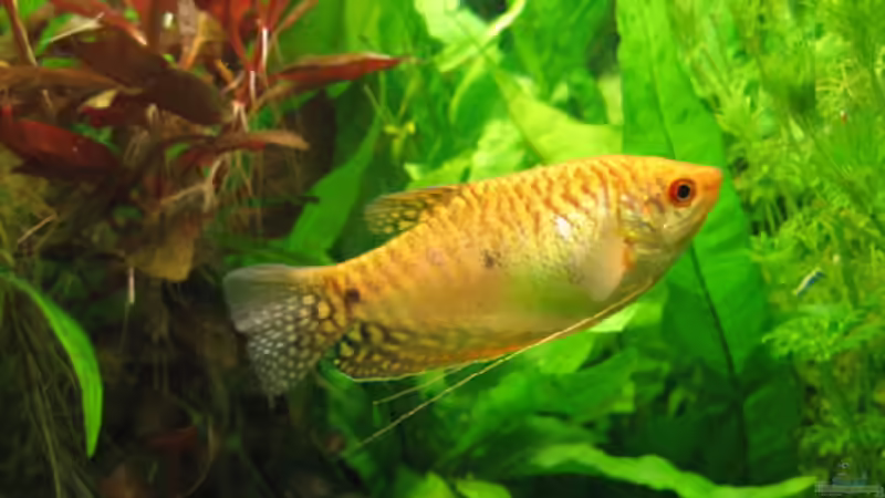 Besatz im Aquarium Becken 4353 von Thomas Stöbe (8)