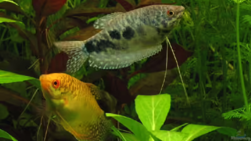 Besatz im Aquarium Becken 4353 von Thomas Stöbe (9)