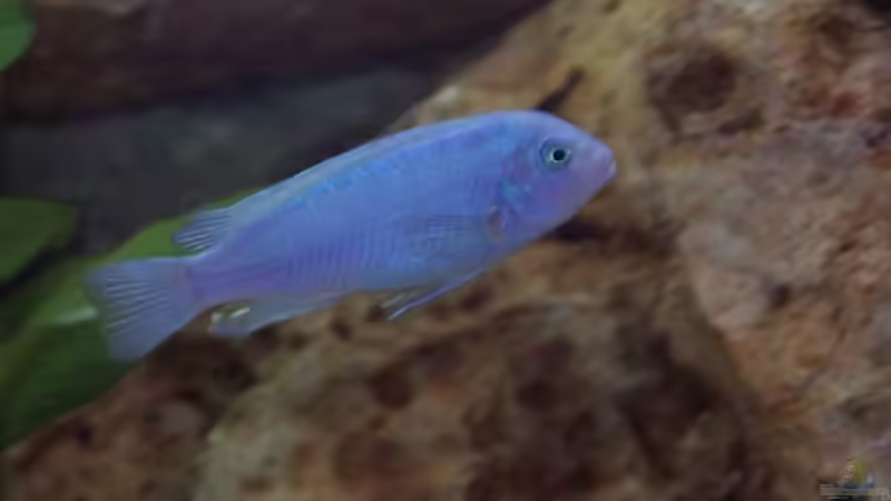 Besatz im Aquarium Becken 436 von Michael Ott (10)