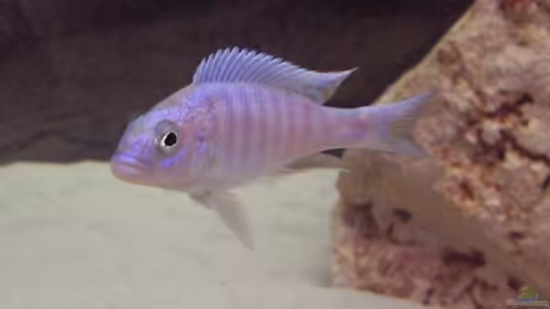 Besatz im Aquarium Becken 436 von Michael Ott (11)