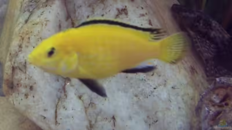 Besatz im Aquarium Becken 436 von Michael Ott (5)